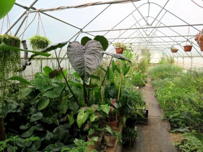 Victoria - ponos vlasnika Vrtlarije Kalići Davora Cetine