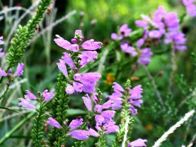 Victoria - ponos vlasnika Vrtlarije Kalići Davora Cetine