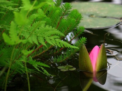 Victoria - ponos vlasnika Vrtlarije Kalići Davora Cetine