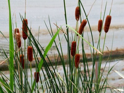 Victoria - ponos vlasnika Vrtlarije Kalići Davora Cetine