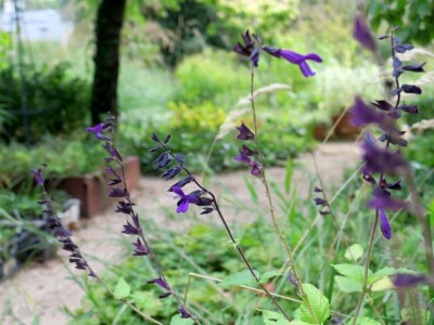 Victoria - ponos vlasnika Vrtlarije Kalići Davora Cetine