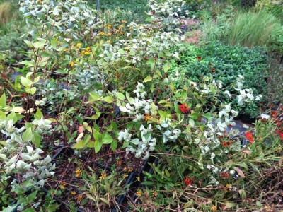 Victoria - ponos vlasnika Vrtlarije Kalići Davora Cetine