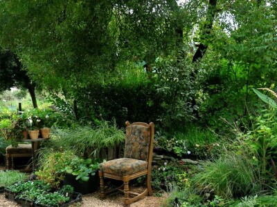 Victoria - ponos vlasnika Vrtlarije Kalići Davora Cetine