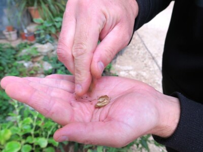 Victoria - ponos vlasnika Vrtlarije Kalići Davora Cetine