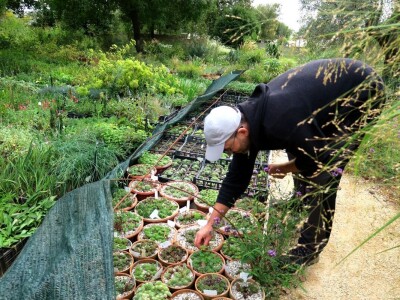 Victoria - ponos vlasnika Vrtlarije Kalići Davora Cetine