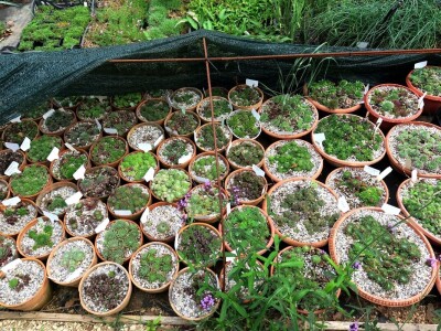 Victoria - ponos vlasnika Vrtlarije Kalići Davora Cetine