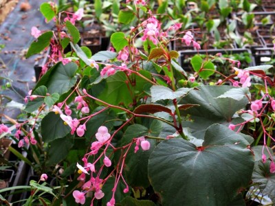 Victoria - ponos vlasnika Vrtlarije Kalići Davora Cetine