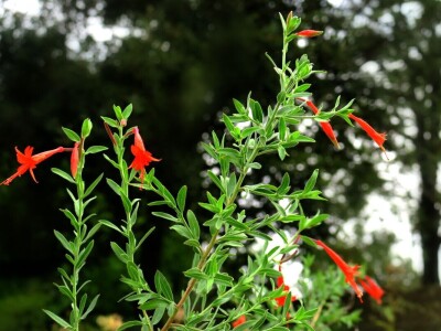 Victoria - ponos vlasnika Vrtlarije Kalići Davora Cetine