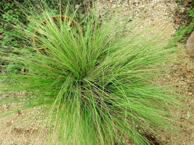 Victoria - ponos vlasnika Vrtlarije Kalići Davora Cetine