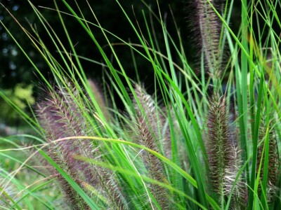 Victoria - ponos vlasnika Vrtlarije Kalići Davora Cetine