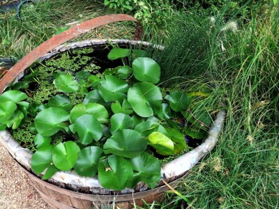 Victoria - ponos vlasnika Vrtlarije Kalići Davora Cetine