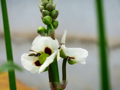 Victoria - ponos vlasnika Vrtlarije Kalići Davora Cetine