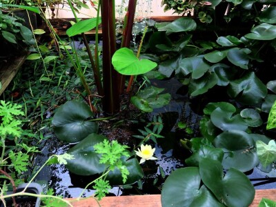 Victoria - ponos vlasnika Vrtlarije Kalići Davora Cetine