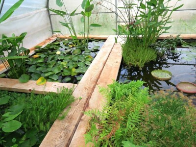 Victoria - ponos vlasnika Vrtlarije Kalići Davora Cetine