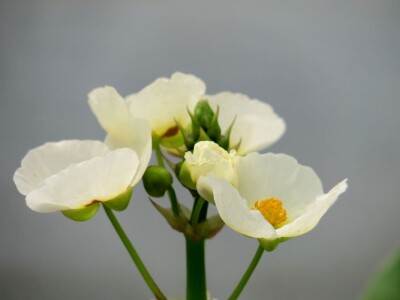 Victoria - ponos vlasnika Vrtlarije Kalići Davora Cetine