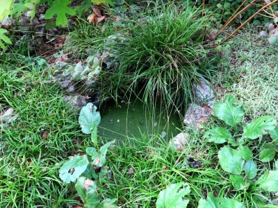 Victoria - ponos vlasnika Vrtlarije Kalići Davora Cetine