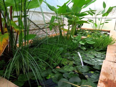 Victoria - ponos vlasnika Vrtlarije Kalići Davora Cetine