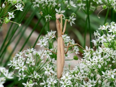 Victoria - ponos vlasnika Vrtlarije Kalići Davora Cetine