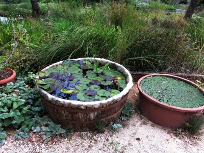 Victoria - ponos vlasnika Vrtlarije Kalići Davora Cetine