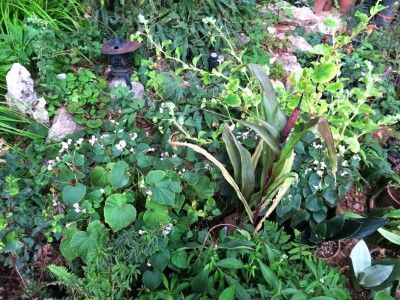 Victoria - ponos vlasnika Vrtlarije Kalići Davora Cetine