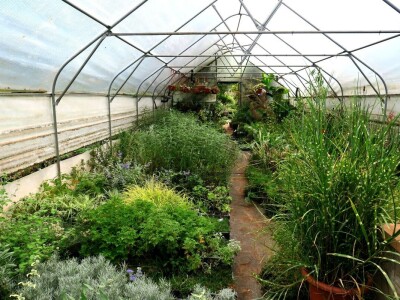 Victoria - ponos vlasnika Vrtlarije Kalići Davora Cetine