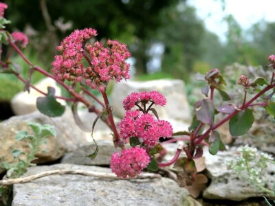Victoria - ponos vlasnika Vrtlarije Kalići Davora Cetine