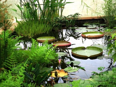 Victoria - ponos vlasnika Vrtlarije Kalići Davora Cetine