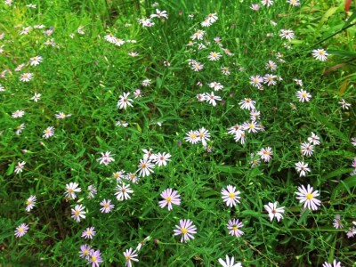 Victoria - ponos vlasnika Vrtlarije Kalići Davora Cetine