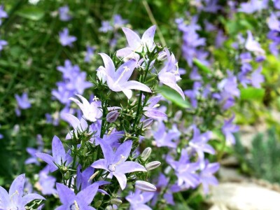 Victoria - ponos vlasnika Vrtlarije Kalići Davora Cetine