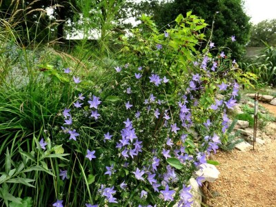 Victoria - ponos vlasnika Vrtlarije Kalići Davora Cetine