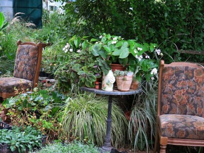 Victoria - ponos vlasnika Vrtlarije Kalići Davora Cetine