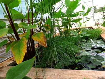 Victoria - ponos vlasnika Vrtlarije Kalići Davora Cetine