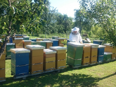 Stjepan uživa u obiteljskom pčelinjaku