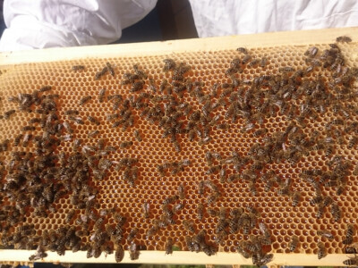 Za sada solidno medi