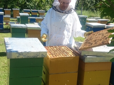 Trenutačno medi amorfa (bagremac)