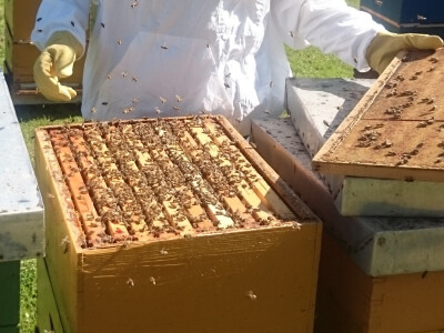 Razvijena i zdrava pčelinja društva