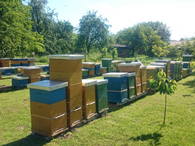 Prevladavaju košnice tipa LR