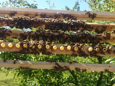 okvir s matičnom mliječi