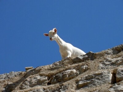 Pogled koze s vrha Vidove gore Pogled koze s vrha Vidove gore
