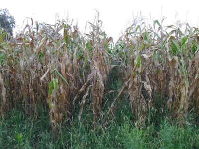 Elementarna nepogoda je proglašena u svim općinama koje ih okružuju, po čemu je ta općina izuzetak?