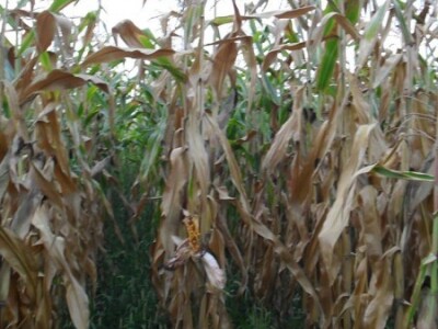 Štete se kreću od 30 do 40