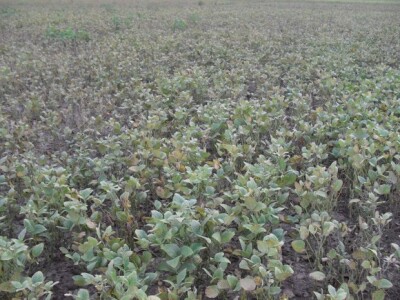 Suša je najviše pogodila soju