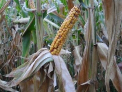 Stradao je i kukuruz