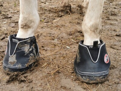 Utočište za konje AA Zero u Mariji Gorici Utočište za konje AA Zero u Mariji Gorici