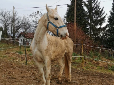 Utočište za konje AA Zero u Mariji Gorici