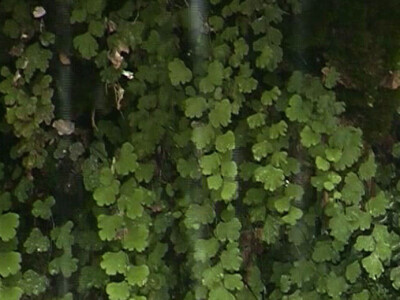 U višegradskoj banji raste endemska paprat vilina vlas U višegradskoj banji raste endemska paprat vilina vlas