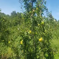 Viljamovka