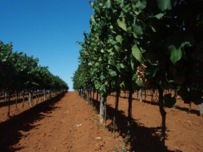 Vinogradi su uvijek uređeni