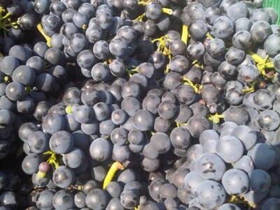 U očekivanju prerade