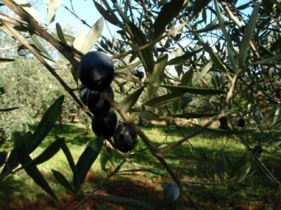 Najbolje masline za najbolja ulja